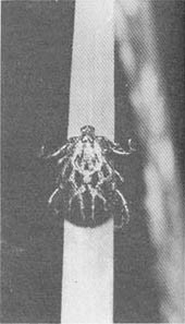 Тайные тропы носителей смерти - _18.jpg