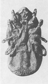 Тайные тропы носителей смерти - _20.jpg