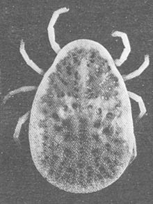 Тайные тропы носителей смерти - _21.jpg