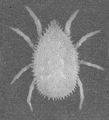 Тайные тропы носителей смерти - _23.jpg