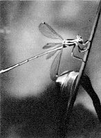 Беседы о фотомастерстве - dyko_photo_028.jpg