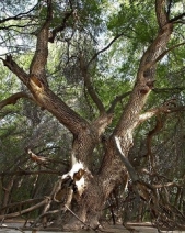 Свой среди чужих (СИ) - автор Федоренко Валерий Павлович 