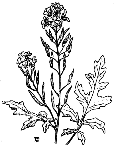 Веселая энциклопедия пищевых растений-целителей - i_007.png