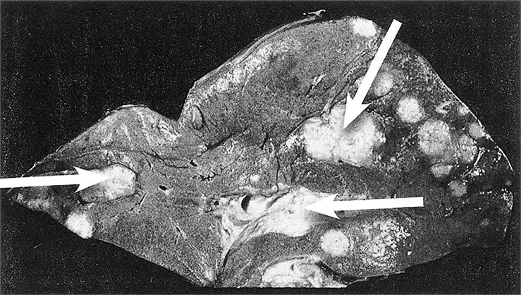 Правила здоровой и долгой жизни - i_007.jpg