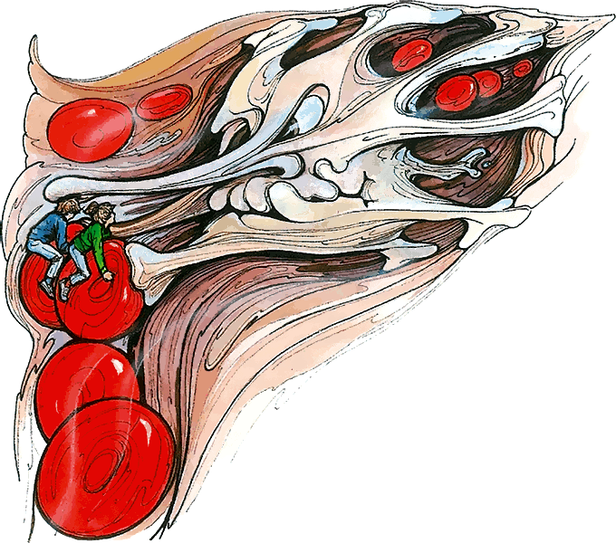 Тайны анатомии - i_027.png