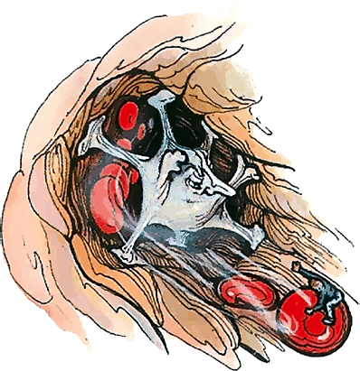 Тайны анатомии - i_028.png