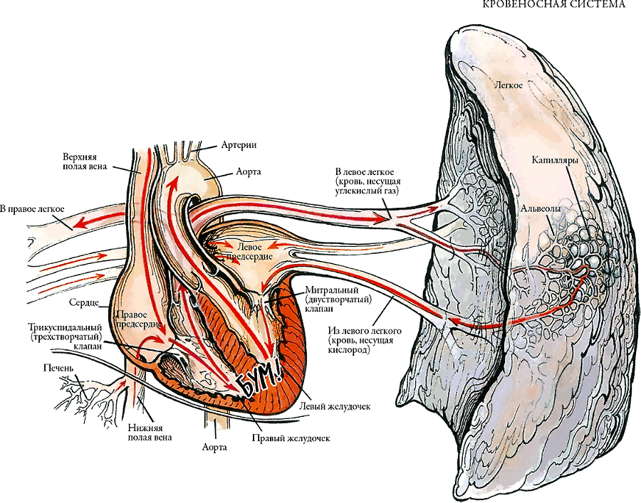 Тайны анатомии - i_030.png