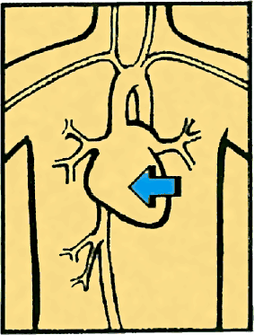 Тайны анатомии - i_031.png