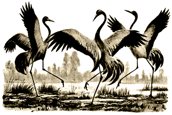 Пернатые артисты - i_008.png