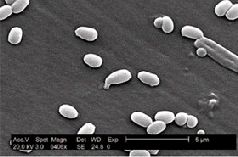 Журнал "Компьютерра" N747 - pic_15.jpg