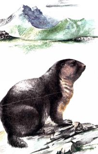 Тропинки в загадочный мир (с иллюстрациями) - pic_63.jpg