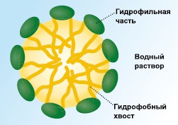 Мир вокруг нас - _233_micelle_scheme.jpg