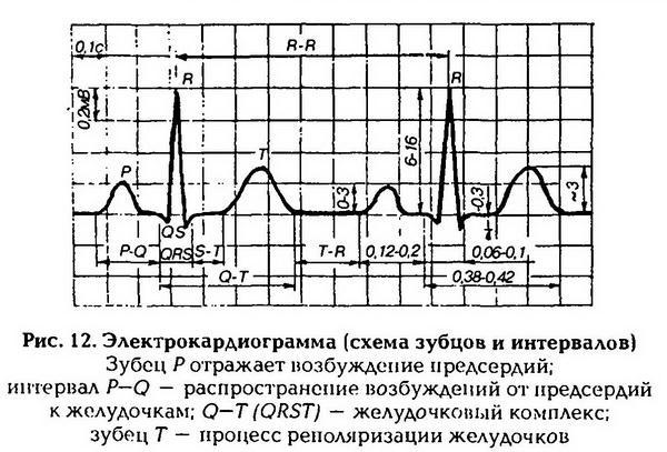 Нормальная физиология - _13.jpg