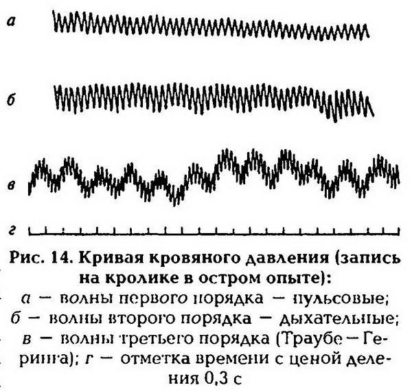 Нормальная физиология - _15.jpg