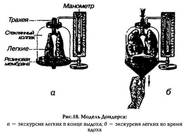 Нормальная физиология - _19.jpg