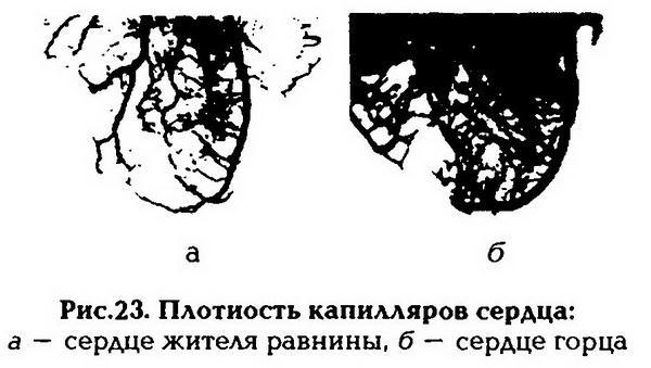 Нормальная физиология - _24.jpg