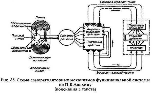 Нормальная физиология - _36.jpg