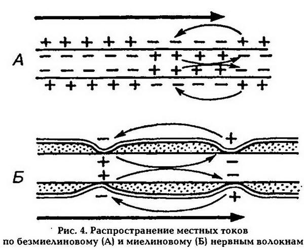 Нормальная физиология - _5.jpg