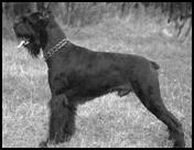 С ризеном по жизни - i_007.jpg