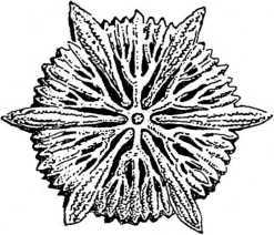 Вампиры пустыни<br />(Том II) - i_015.jpg