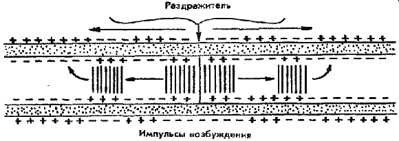 Дрессировка служебных собак - i_002.png