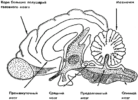 Дрессировка служебных собак - i_003.png