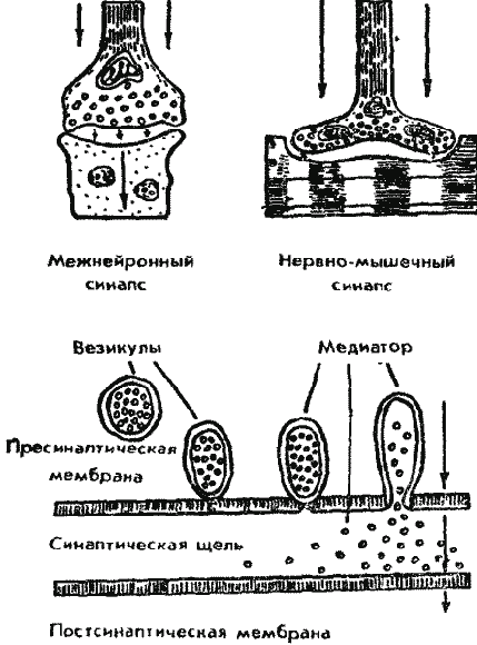 Дрессировка служебных собак - i_007.png