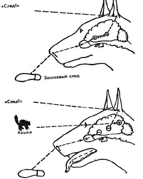 Дрессировка служебных собак - i_013.png