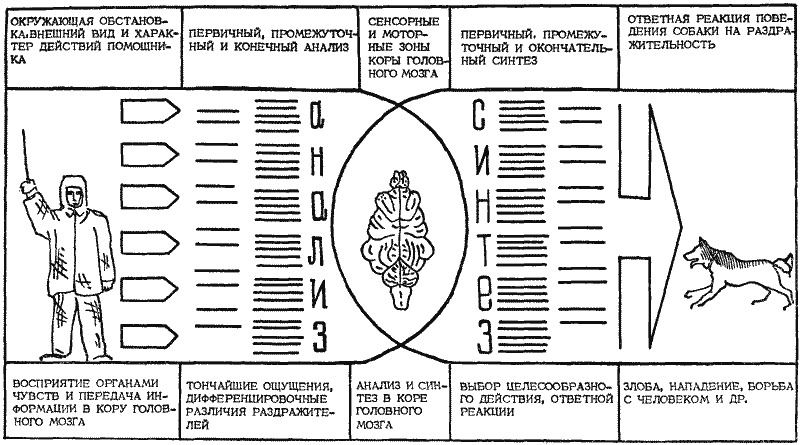 Дрессировка служебных собак - i_017.png