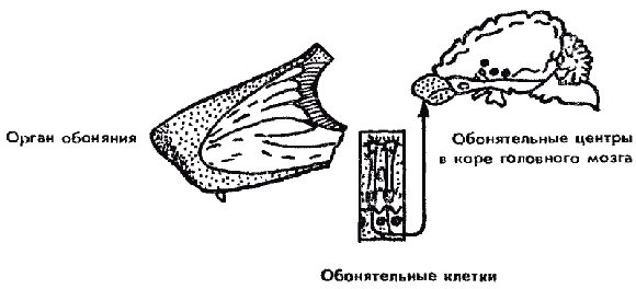 Дрессировка служебных собак - i_018.png