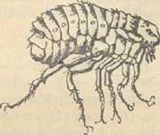 Здоровье Вашей собаки - i_026.jpg
