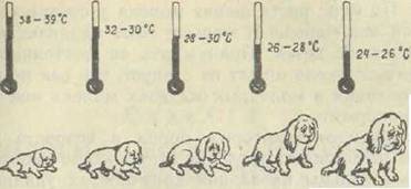 Здоровье Вашей собаки - i_031.jpg