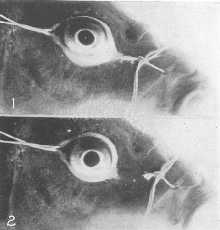 Совершенное зрение без очков - _20.jpg