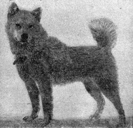 Собаковод-любитель - i_009.jpg