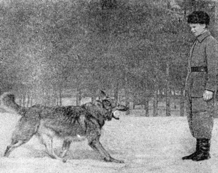 Собаковод-любитель - i_025.jpg