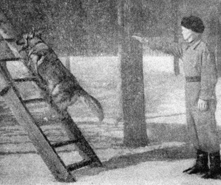 Собаковод-любитель - i_029.jpg