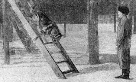 Собаковод-любитель - i_030.jpg