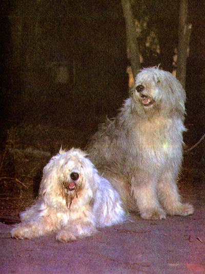 Допинги в собаководстве - i_029.jpg