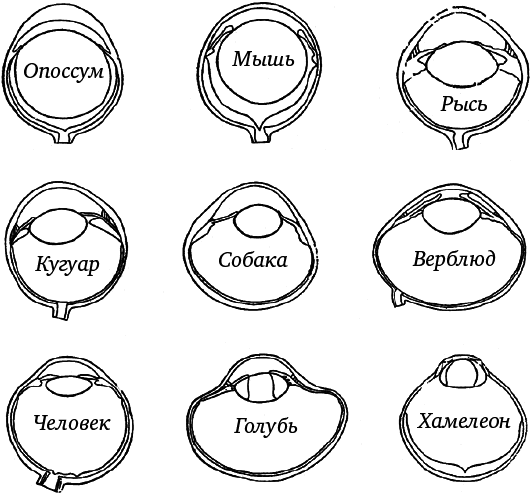 Глаз и Солнце - _20.png