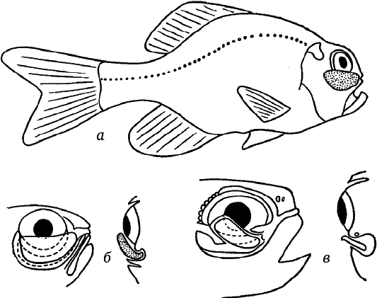 Глаз и Солнце - _21.png