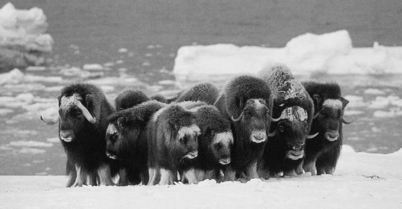 100 великих чудес природы - i_026.jpg