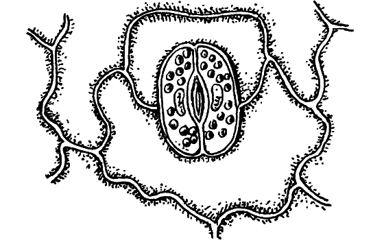 Путешествие в страну нектара - i_007.png