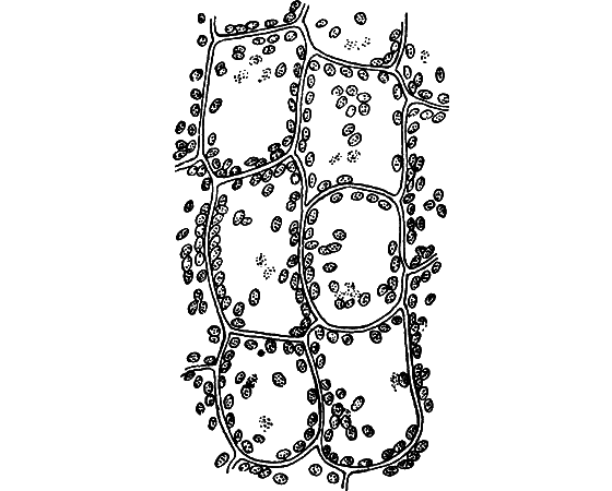 Путешествие в страну нектара - i_008.png