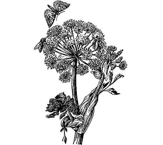 Путешествие в страну нектара - i_024.png