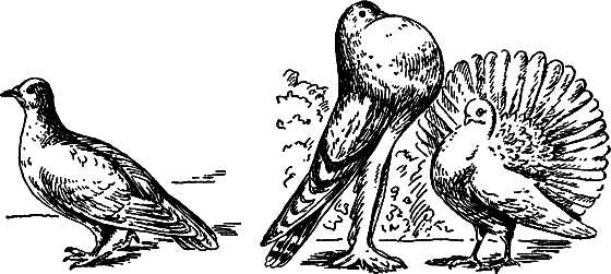 Путешествие в страну нектара - i_043.png