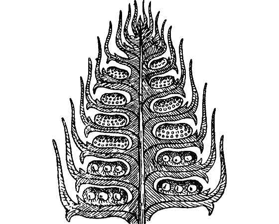 Путешествие в страну нектара - i_064.png