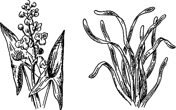 Путешествие в страну нектара - i_079.png