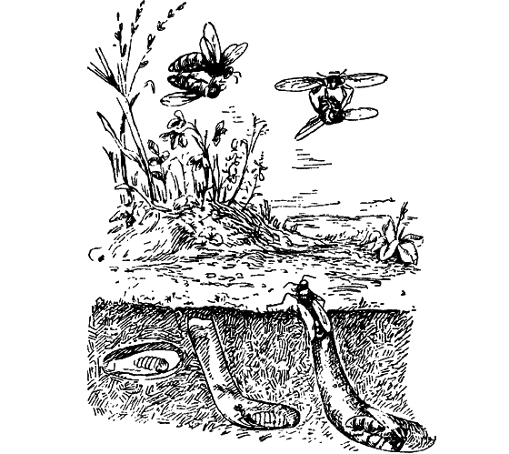 Путешествие в страну нектара - i_101.png