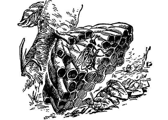 Путешествие в страну нектара - i_102.png