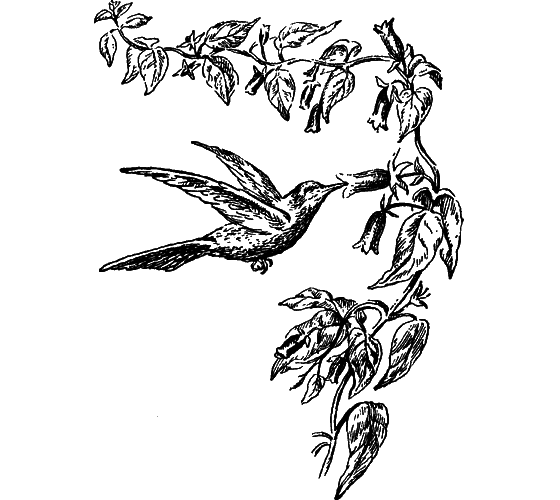 Путешествие в страну нектара - i_128.png